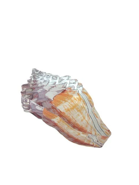 Acrylic Napkin Weight, Shell - 4